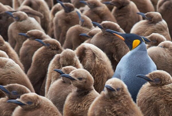 El Pingüino Amarillo: el pensador estratégico y sus procesos mentales